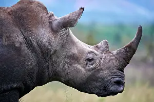 Horn Prints: White rhinoceros (Ceratotherium simum) male, head portrait, Akagera National Park, Rwanda