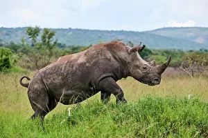 Buff Backed Heron Prints: White rhinoceros (Ceratotherium simum) male, portrait, Akagera National Park, Rwanda