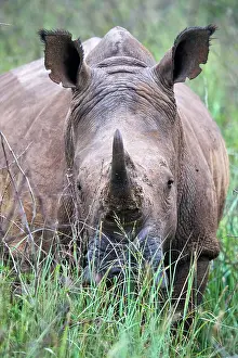 Horn Prints: White rhinoceros (Ceratotherium simum) male