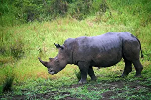 White rhinoceros (Ceratotherium simum) male, portrait, Akagera National Park, Rwanda
