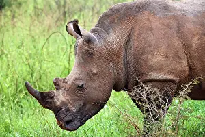 Horn Prints: White rhinoceros (Ceratotherium simum) male, portrait, Akagera National Park, Rwanda
