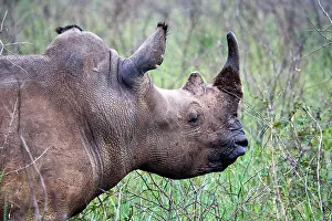 Horn Prints: White rhinoceros (Ceratotherium simum) male, head portrait, Akagera National Park, Rwanda