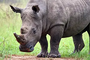Horn Prints: White rhinoceros (Ceratotherium simum) male, portrait, Akagera National Park, Rwanda