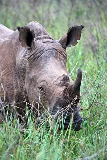 White rhinoceros (Ceratotherium simum) male, grazing, head portrait, Akagera National Park, Rwanda