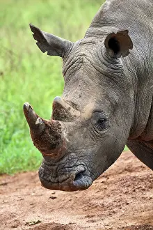 Horn Prints: White rhinoceros (Ceratotherium simum) male, head portrait, Akagera National Park, Rwanda