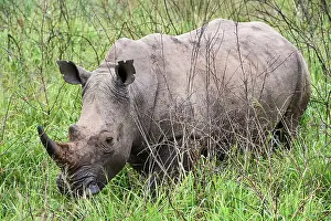 Horn Prints: White rhinoceros (Ceratotherium simum) male, portrait, Akagera National Park, Rwanda