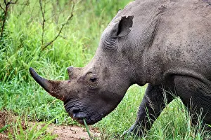 Horn Prints: White rhinoceros (Ceratotherium simum) male, portrait, Akagera National Park, Rwanda
