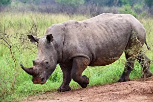 Walking Prints: White rhinoceros (Ceratotherium simum) male