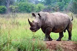 Horn Prints: White rhinoceros (Ceratotherium simum) male, portrait, Akagera National Park, Rwanda