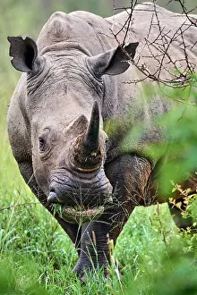 Horn Prints: White rhinoceros (Ceratotherium simum) male