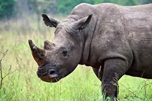 Horn Prints: White rhinoceros (Ceratotherium simum) male, portrait, Akagera National Park, Rwanda