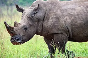 Horn Prints: White rhinoceros (Ceratotherium simum) male, portrait, Akagera National Park, Rwanda