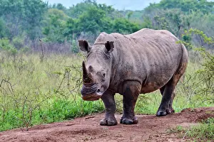 Horn Prints: White rhinoceros (Ceratotherium simum) male, portrait, Akagera National Park, Rwanda
