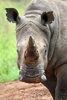 Horn Prints: White rhinoceros (Ceratotherium simum) male, head portrait, Akagera National Park, Rwanda