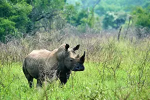 Horn Prints: White rhinoceros (Ceratotherium simum) male, portrait, Akagera National Park, Rwanda