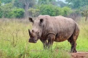 Horn Prints: White rhinoceros (Ceratotherium simum) male, portrait, Akagera National Park, Rwanda