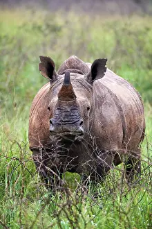 East Africa Prints: White rhinoceros (Ceratotherium simum) male, portrait, Akagera National Park, Rwanda