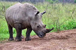 East Africa Prints: White rhinoceros (Ceratotherium simum) male, portrait, Akagera National Park, Rwanda