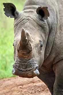 White rhinoceros (Ceratotherium simum) male, head portrait, Akagera National Park, Rwanda