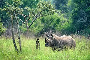 East Africa Prints: White rhinoceros (Ceratotherium simum) male, portrait, Akagera National Park, Rwanda