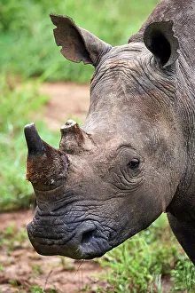 Horn Prints: White rhinoceros (Ceratotherium simum) male with horn removed