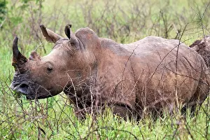 Horn Prints: White rhinoceros (Ceratotherium simum) male with horn removed