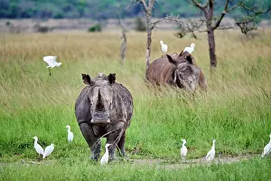 Buff Backed Heron Prints: Two White rhinoceros (Ceratotherium simum) males
