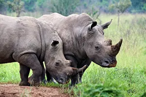 Side By Side Prints: Two White rhinoceros (Ceratotherium simum) males, portrait, Akagera National Park, Rwanda