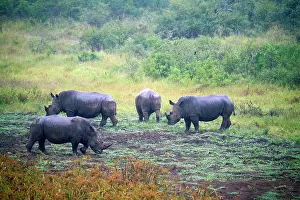 Grazing Prints: Four White rhinoceros (Ceratotherium simum) males, grazing, Akagera National Park, Rwanda