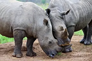 Play Fights Prints: Two White rhinoceros (Ceratotherium simum) males