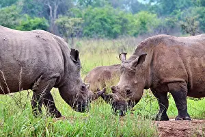 Play Fights Prints: Two White rhinoceros (Ceratotherium simum) males