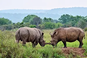 Play Fights Prints: Two White rhinoceros (Ceratotherium simum) males