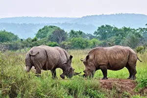 Play Fights Prints: Two White rhinoceros (Ceratotherium simum) males