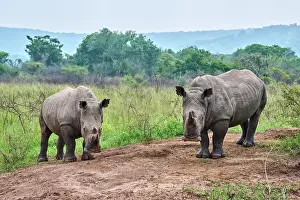 East Africa Prints: Two White rhinoceros (Ceratotherium simum) males, portrait, Akagera National Park, Rwanda