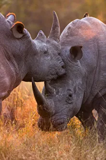 Conflict Prints: White rhinoceros (Ceratotherium simum) two males fighting