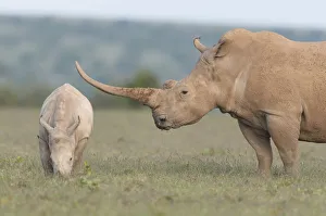 White rhinoceros (Ceratotherium simum) with unusually shaped horn, Solio Game Reserve