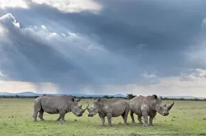 Images Dated 23rd July 2020: Three White rhinoceroses (Ceratotherium simum), Solio Game Reserve, Laikipia, Kenya