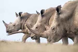 Images Dated 23rd July 2020: Three White rhinoceroses (Ceratotherium simum) walking together, Solio Game Reserve