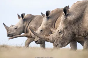 Three White rhinoceroses (Ceratotherium simum) walking together, Solio Game Reserve