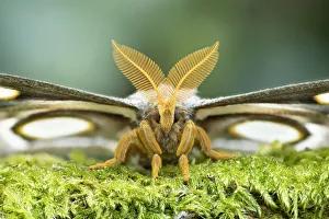 White-ringed atlas moth (Epiphora mythimnia) portrait, Kenya, Africa