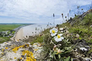 White rock-rose (Helianthemum apenninum) a rare plant of a few coastal locations in Devon