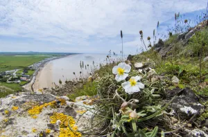 Cistaceae Prints: White rock-rose (Helianthemum apenninum) a rare plant of a few coastal locations in Devon