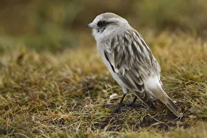 Old World Sparrow Prints: White-rumped snowfinch (Montifringilla taczanowskii), Tibetan Plateau, Qinghai, China