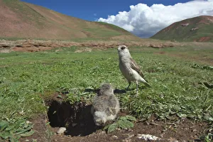 White-rumped Snowfinch (Montifringilla taczanowskii) with chick at nest burrow, Sanjiangyuan
