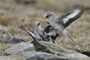White-rumped snowfinch (Montifringilla taczanowskii) two fighting, Changtang, Tibetan Plateau