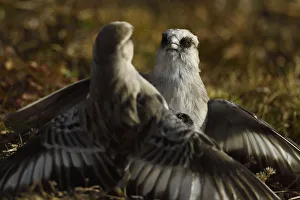 White-rumped snowfinch (Montifringilla taczanowskii) two fighting, Tibetan Plateau