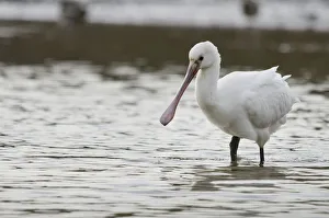 Platalea Leucorodia Prints: White spoonbill (Platalea leucorodia) feeding with water dripping from its bill
