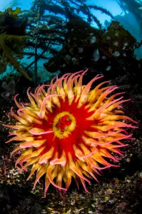 Alex Mustard 2021 Update Prints: White-spotted anemone / Strawberry anemone (Utricina lofotensis