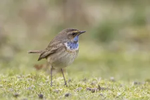 White-spotted bluethroat (Luscinia svecica cyanecula) male in spring, Landguard