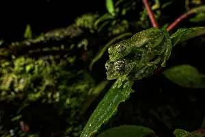 Sachatamia Prints: White-spotted cochran frog (Sachatamia albomaculata) pair in amplexus whilst sitting on leaf